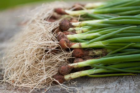 董事会根在木板上的根葱照片