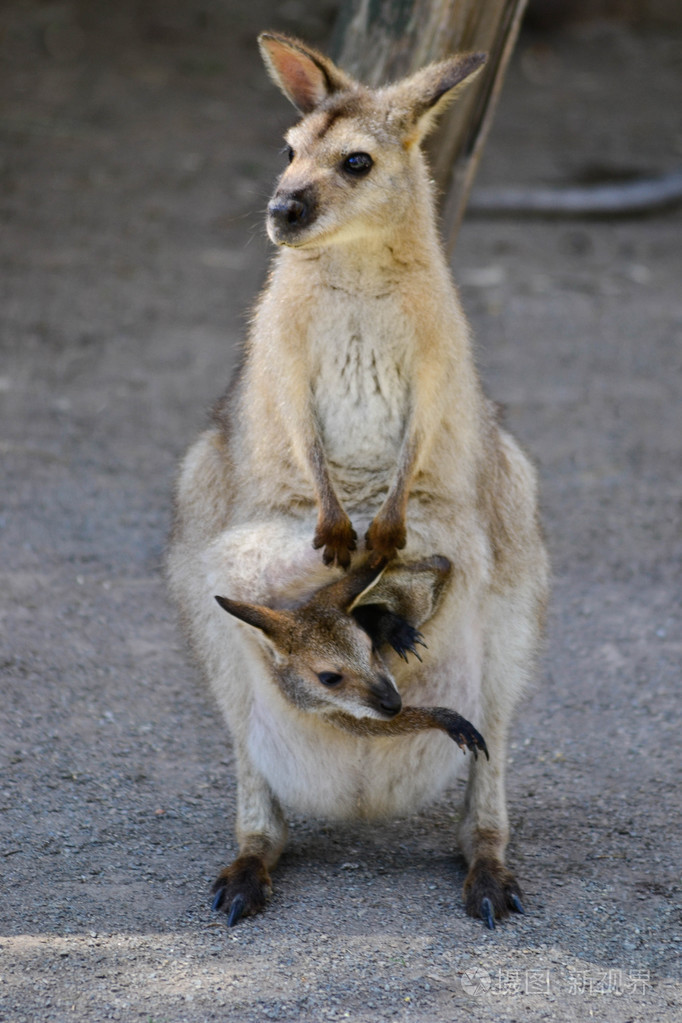 澳大利亚袋鼠与乔伊在袋子里