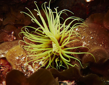 油缸海葵Cerianthus 黄芪加那利群岛关闭