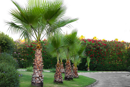 美丽的热带棕榈树