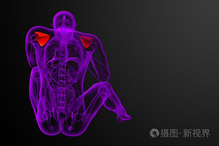 3d 渲染医学插图的肩胛骨骨