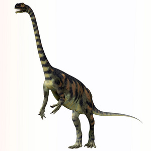 Massospondylus prosauropod 草食性恐龙
