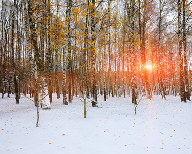 在森林里的第一场雪。雪覆盖在树林里的树木