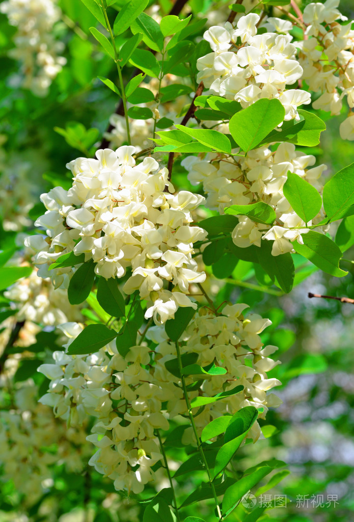 相思树绿色的树叶背景