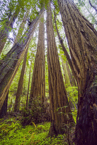令人印象深刻的红木树在加州森林