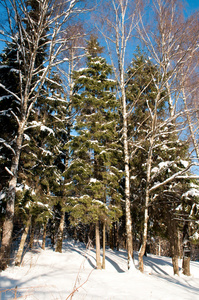 冬天森林里的冰冻的树