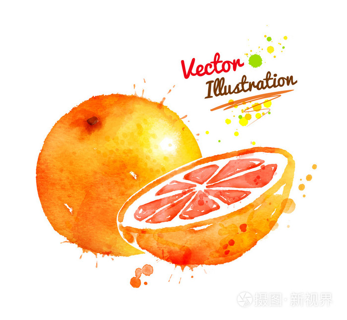 水彩手绘制葡萄柚