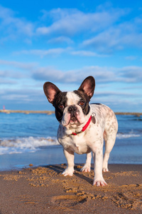 在海滩上的法国斗牛犬