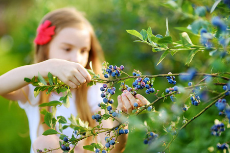 小女孩在农场采摘浆果照片
