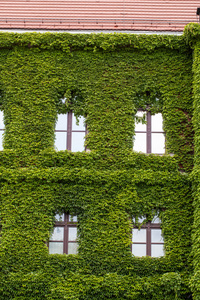 建筑物的墙上覆盖着长春藤