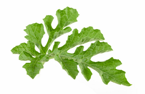西瓜藤孤立的白色背景上的西瓜叶照片