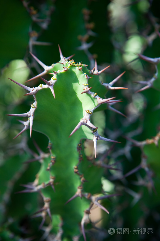 荆棘照片-正版商用图片0cn0vq-摄图新视界