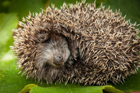 小困在绿叶上睡觉的小刺猬照片