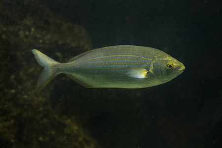 塞尔玛波奇鱼SarpaSalpa。