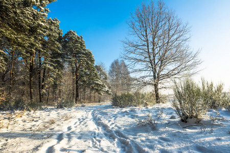 冬季景观与雪和蓝色的天空