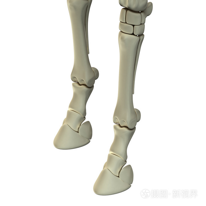 马前腿骨骼-马雅科仕解剖-上白色孤立