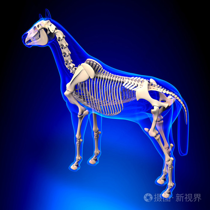 马骨架马雅科仕解剖蓝色背景