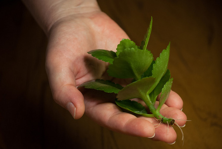 新鲜植物在女性手中