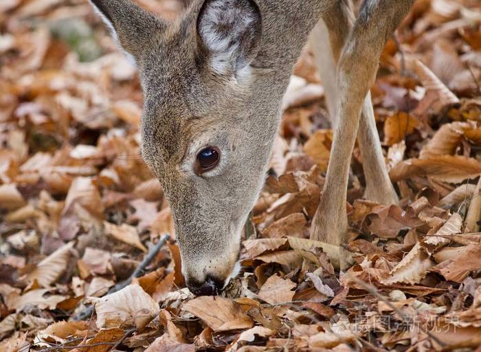 孤立的可爱的野鹿在秋季森林的照片