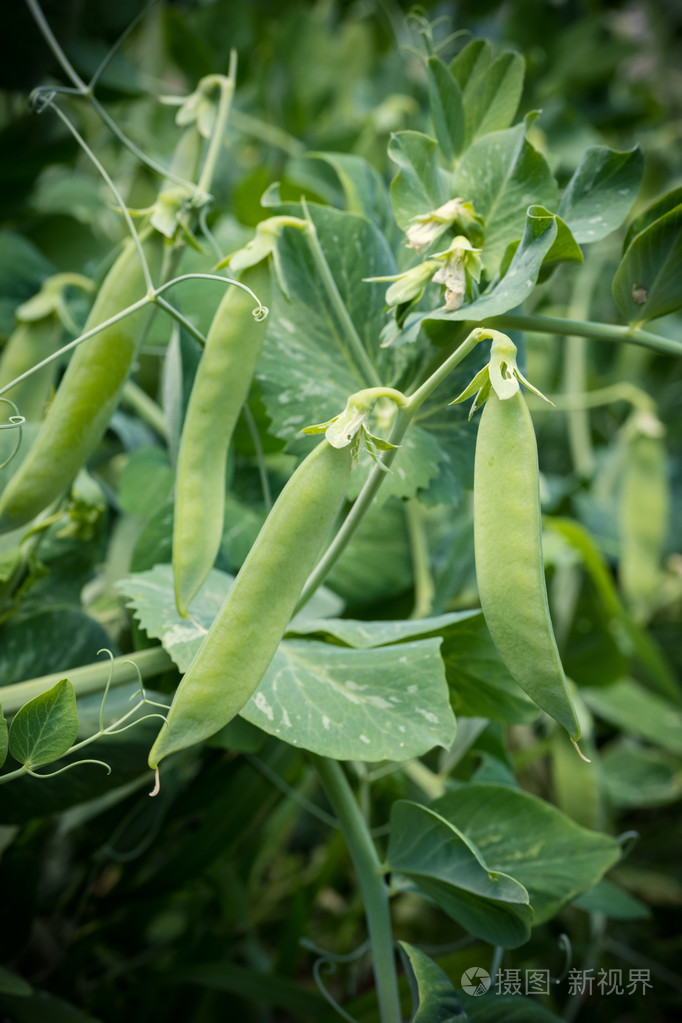 花园里的熟绿豌豆