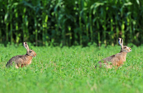 两个棕色野兔
