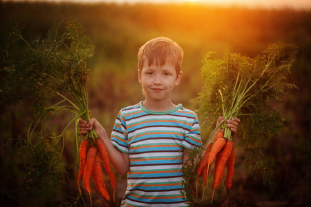 日落在国内花园摘胡萝卜的可爱小小孩男孩照片