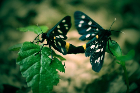 两个黑色蝴蝶坐在草药