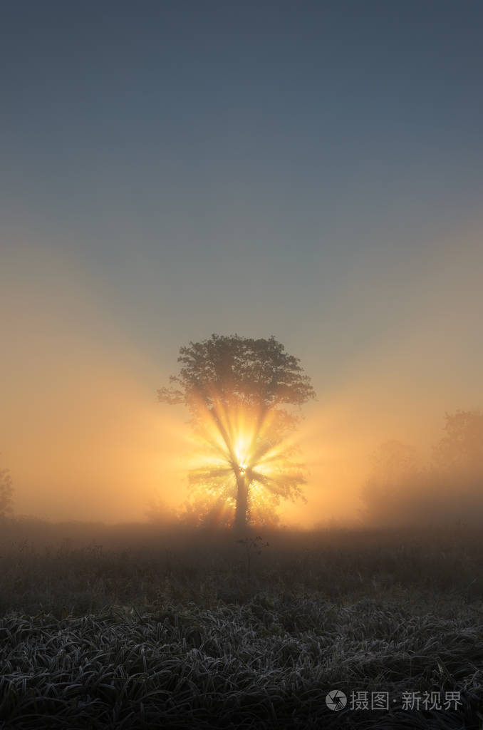 在早晨的雾风光背光的树