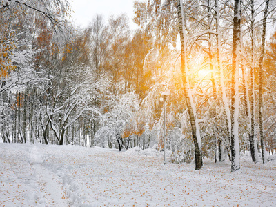 在森林里的第一场雪。雪覆盖在树林里的树木