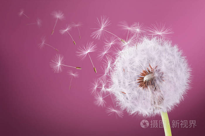 蒲公英在粉红色的背景上飞