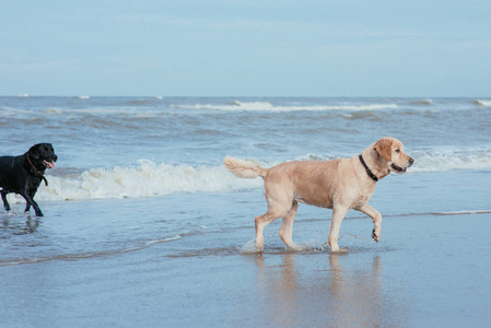 在海岸的快乐有趣的狗猎犬