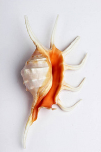 布朗和孤立在白色背景上的橙色贝壳