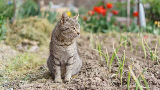 猫咪看洋葱种植园