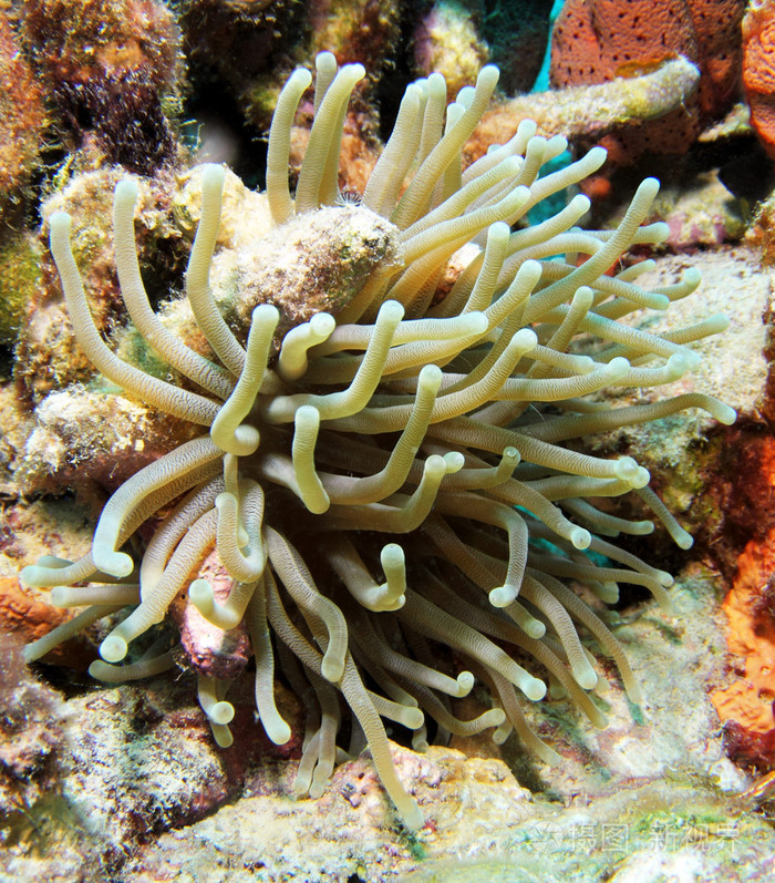 巨型加勒比海海葵