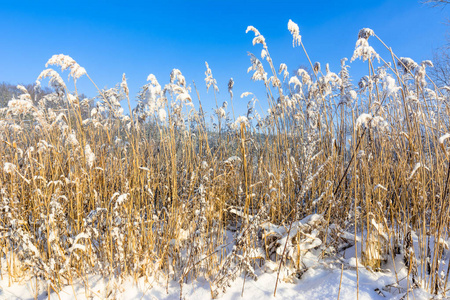 高高的草丛中雪，霜在冬季景观和蓝天