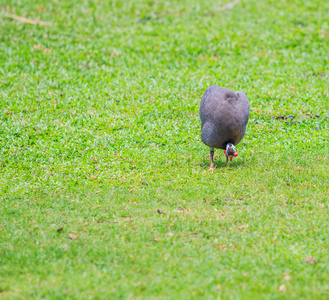 凤鸟在草地上
