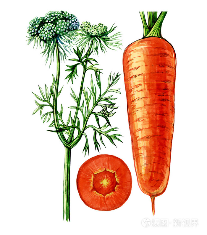 胡萝卜的结构图及名称图片