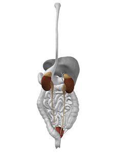 肾脏器官和泌尿系统