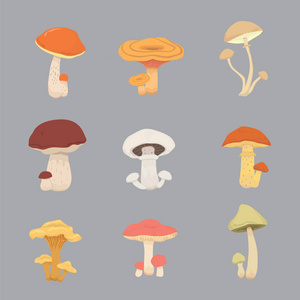 不同种类的可食用的蘑菇蘑菇自然做饭