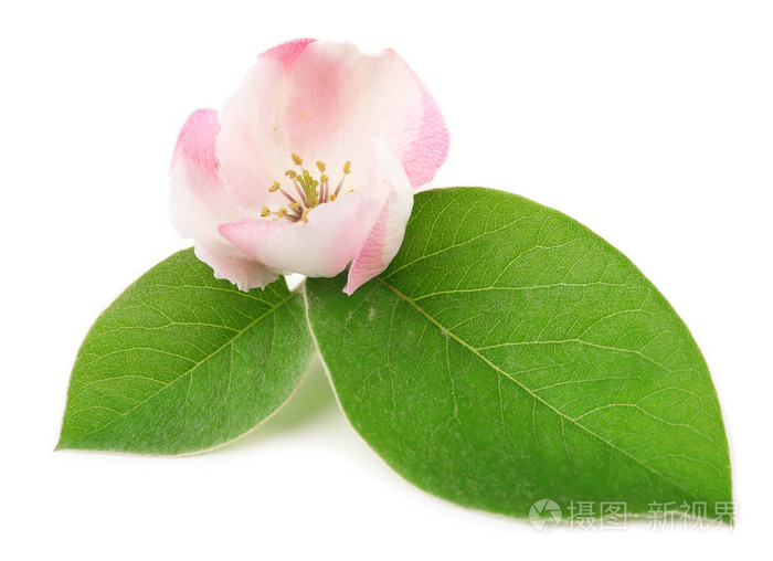 苹果树上的花与叶上白色孤立