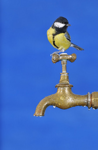 鸟的饮用水