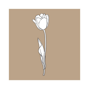 手绘的侧面视图黑色和白色郁金香花