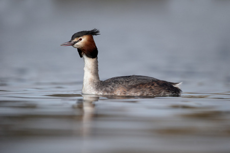 大朱鹮鷉，podiceps cristatus