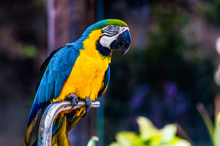 蓝色和金色或黄色的金刚鹦鹉鹦鹉