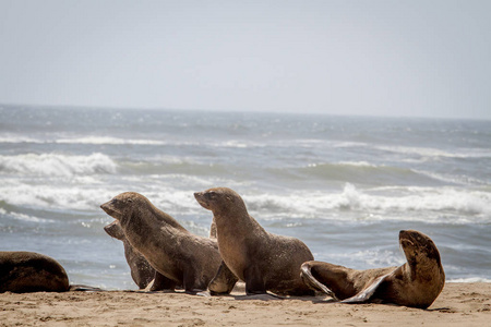 组的海豹在海岸