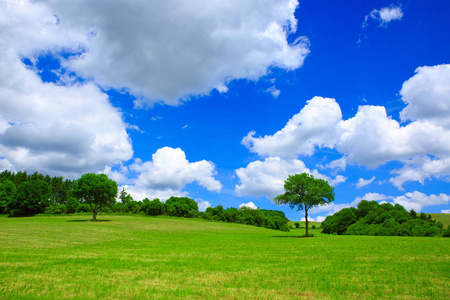 在绿色的草地上，蓝蓝的天空上树