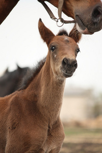 棕色可爱小马驹肖像与他的母亲