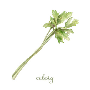水芹菜黄鳝水彩芹菜-手绘矢量照片