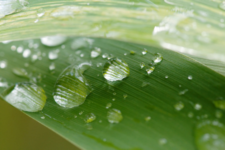 雨草叶片上的分数