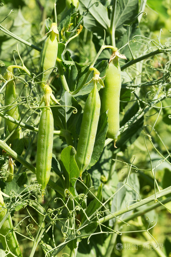 正宗的成熟的豆荚豌豆生长在花园前的特写
